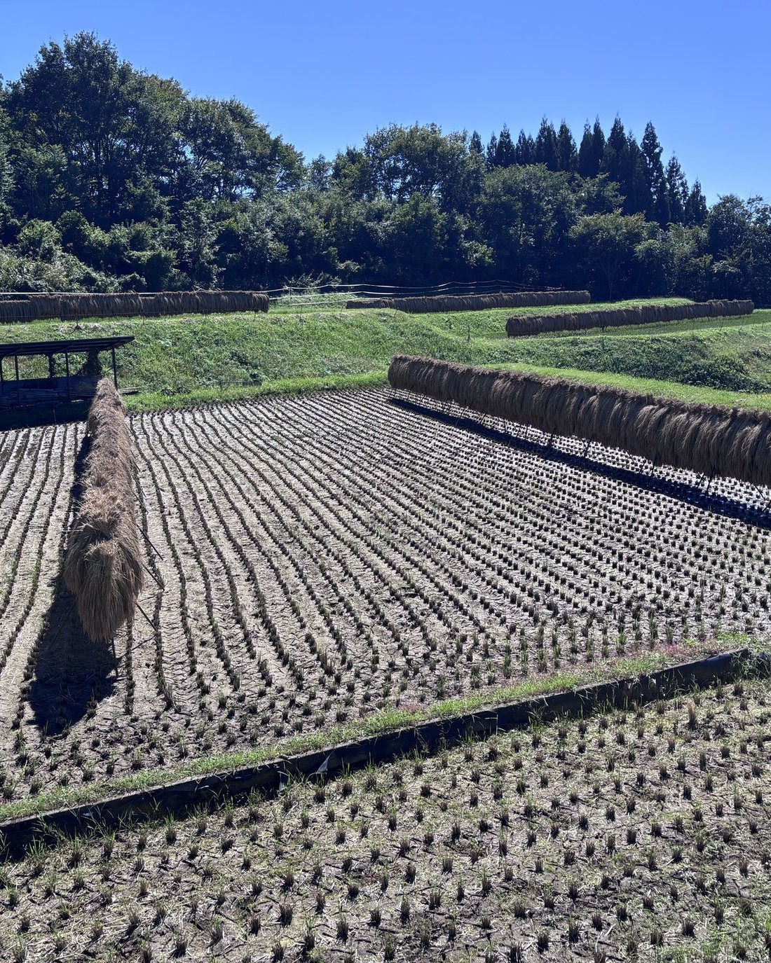 はぜ掛けの稲が並ぶ、上田の里山の田んぼ
